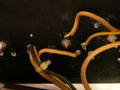 PSU1982-power-transistor-wiring-2.jpg